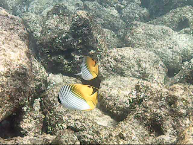 Day13 snorkeling-